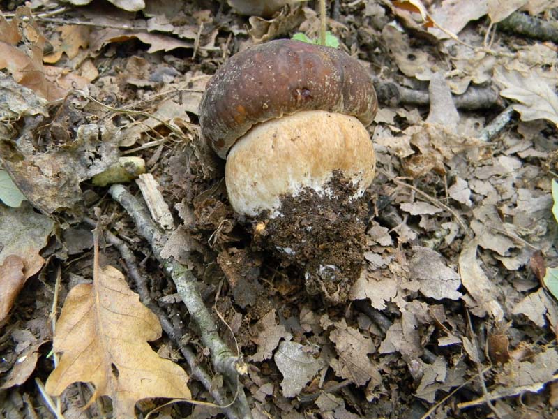 Ritrovamenti 19.10.2010